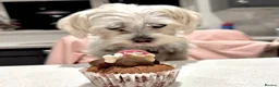 Morkie dogs for sale: Morkie  - Advert 1