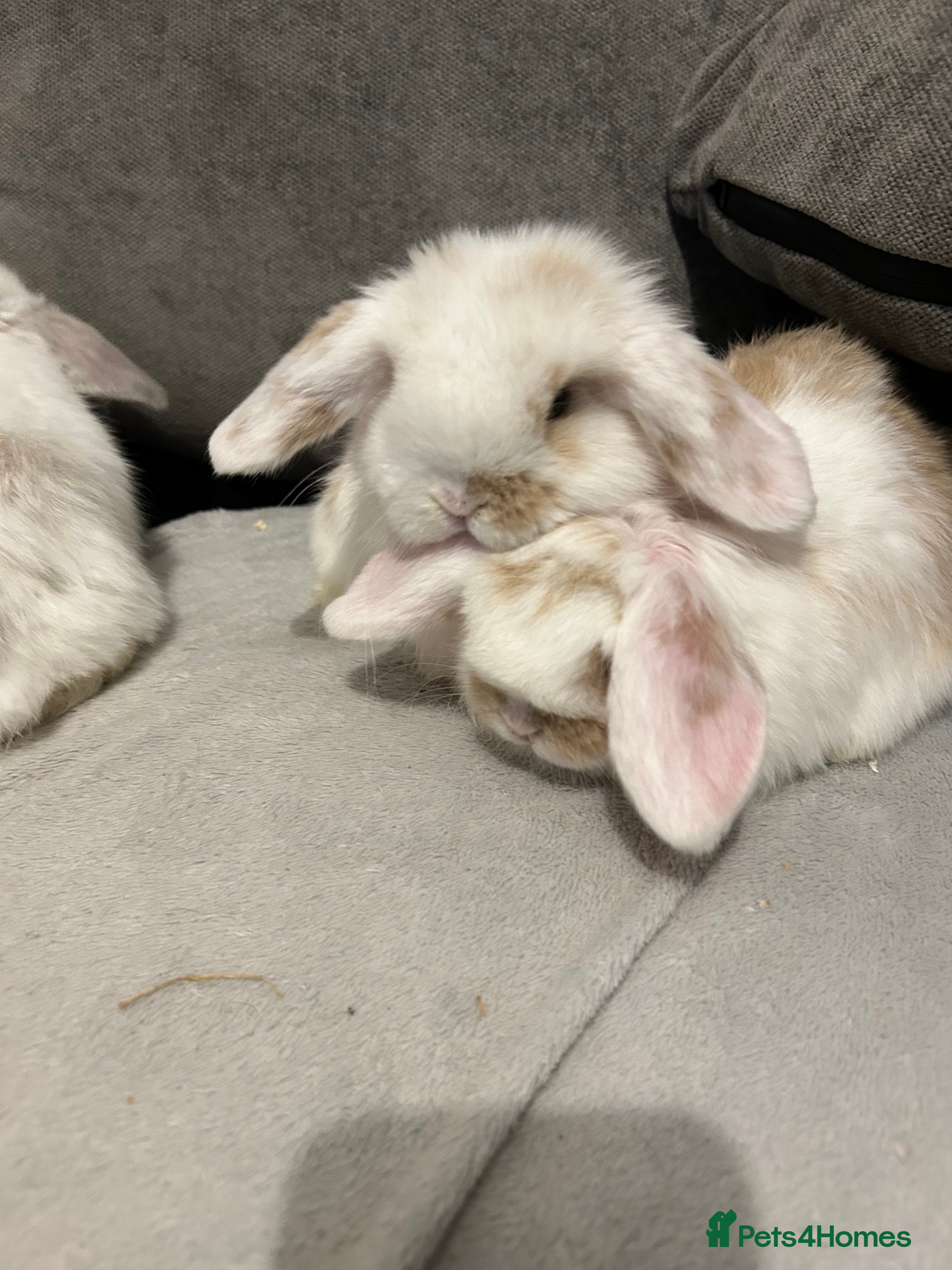 Mini Lop rabbits Beautiful baby pure bred mini lops  - Advert 1