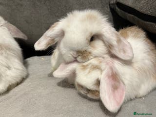 Mini Lop rabbits Beautiful baby pure bred mini lops - Advert 7