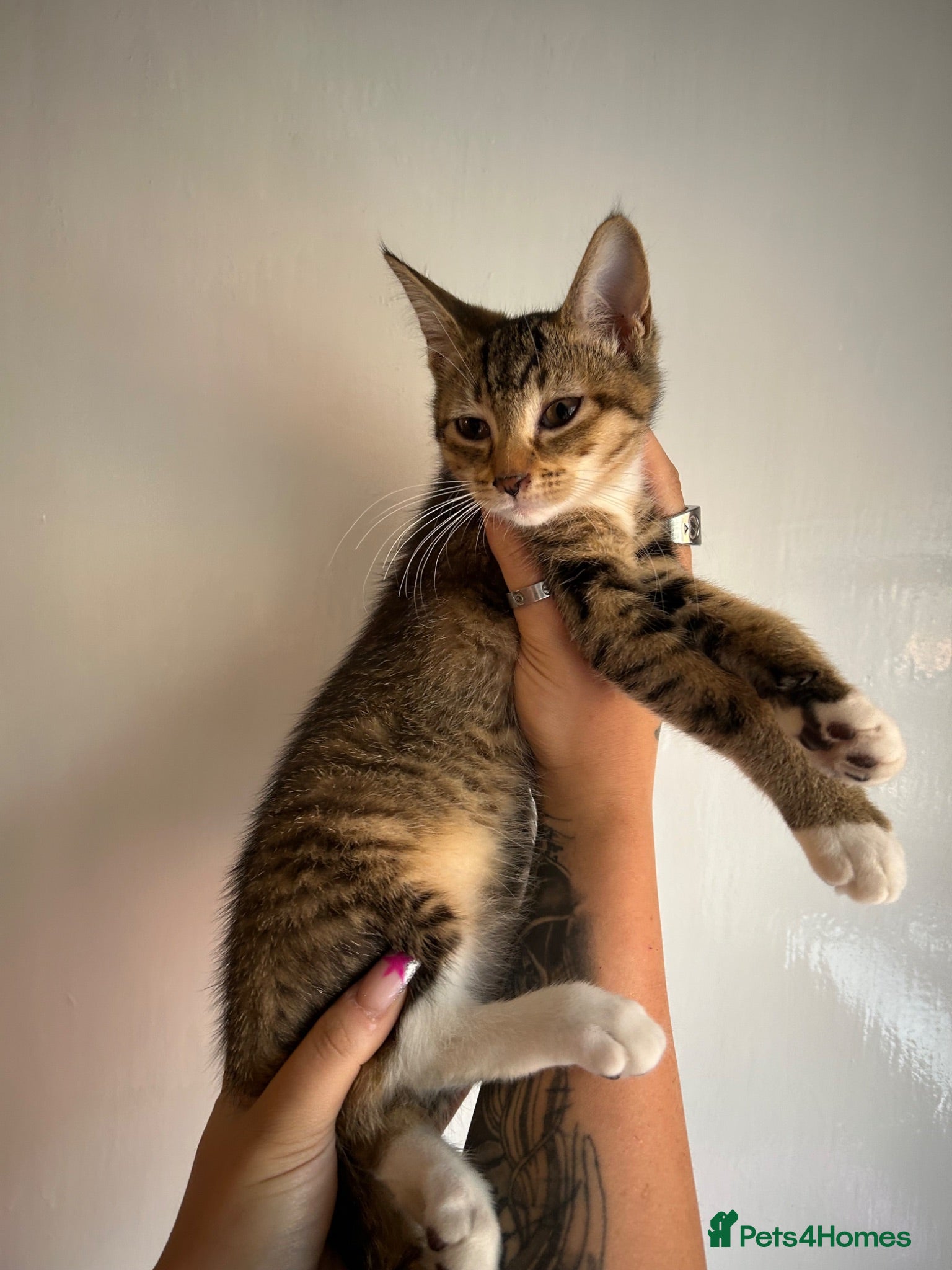 Mixed Breed cats 🚨KITTENS URGENTLY NEEDING HOMES!!!🚨REDUCED - Advert 2