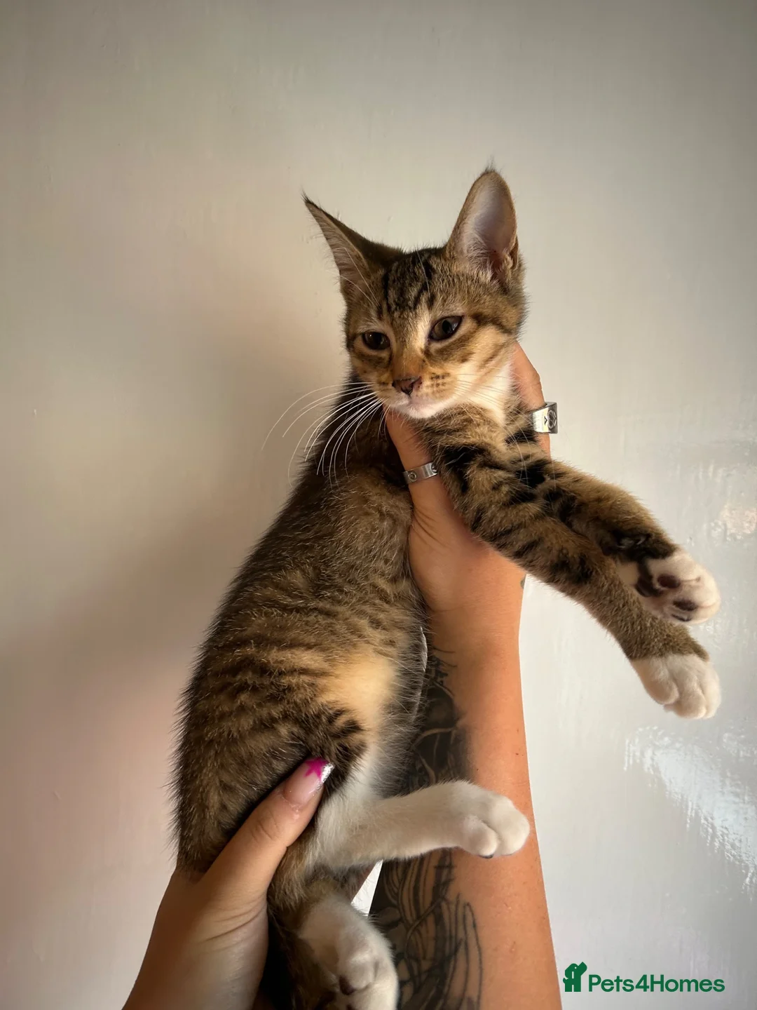 Mixed Breed cats for sale: 🚨KITTENS URGENTLY NEEDING HOMES!!!🚨REDUCED - Advert 2