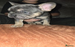 French Bulldog dogs for sale: Beautiful French Bulldog litter  - Image 5