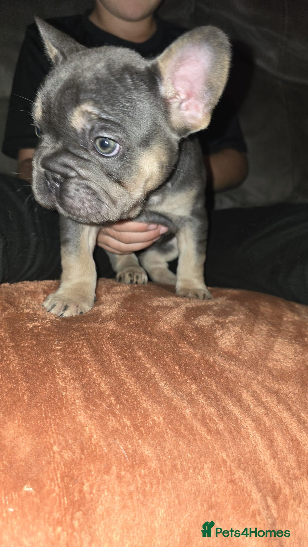 French Bulldog dogs for sale: Beautiful French Bulldog litter  - Image 5