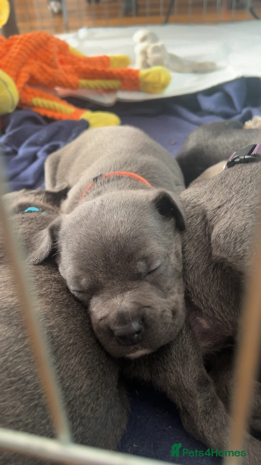 Mixed Breed dogs for sale: Cane corso X patterdale - Advert 7