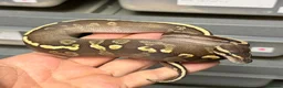 Python Snake reptiles for sale: Various royal pythons from £25 upwards  - Advert 8