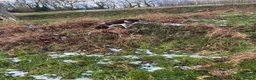 English Springer Spaniel dogs for stud: Heavily marked working ESS For Stud - Advert 3