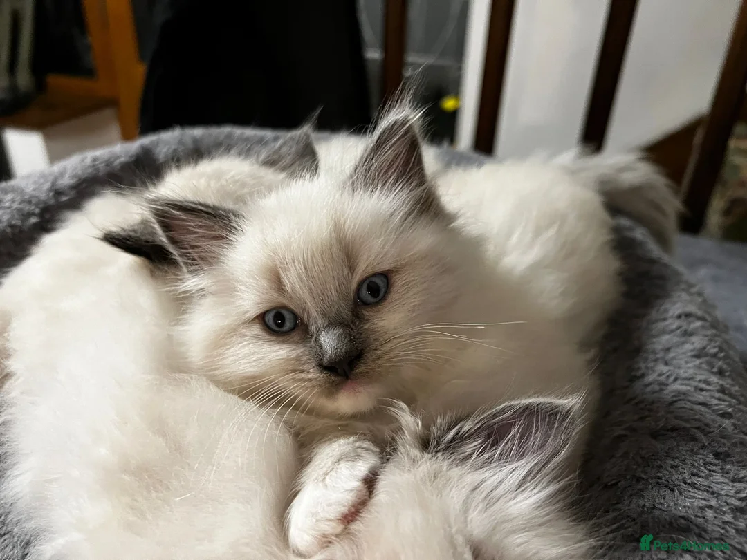 Ragdoll cats for sale: Ragdoll Kittens - Advert 40