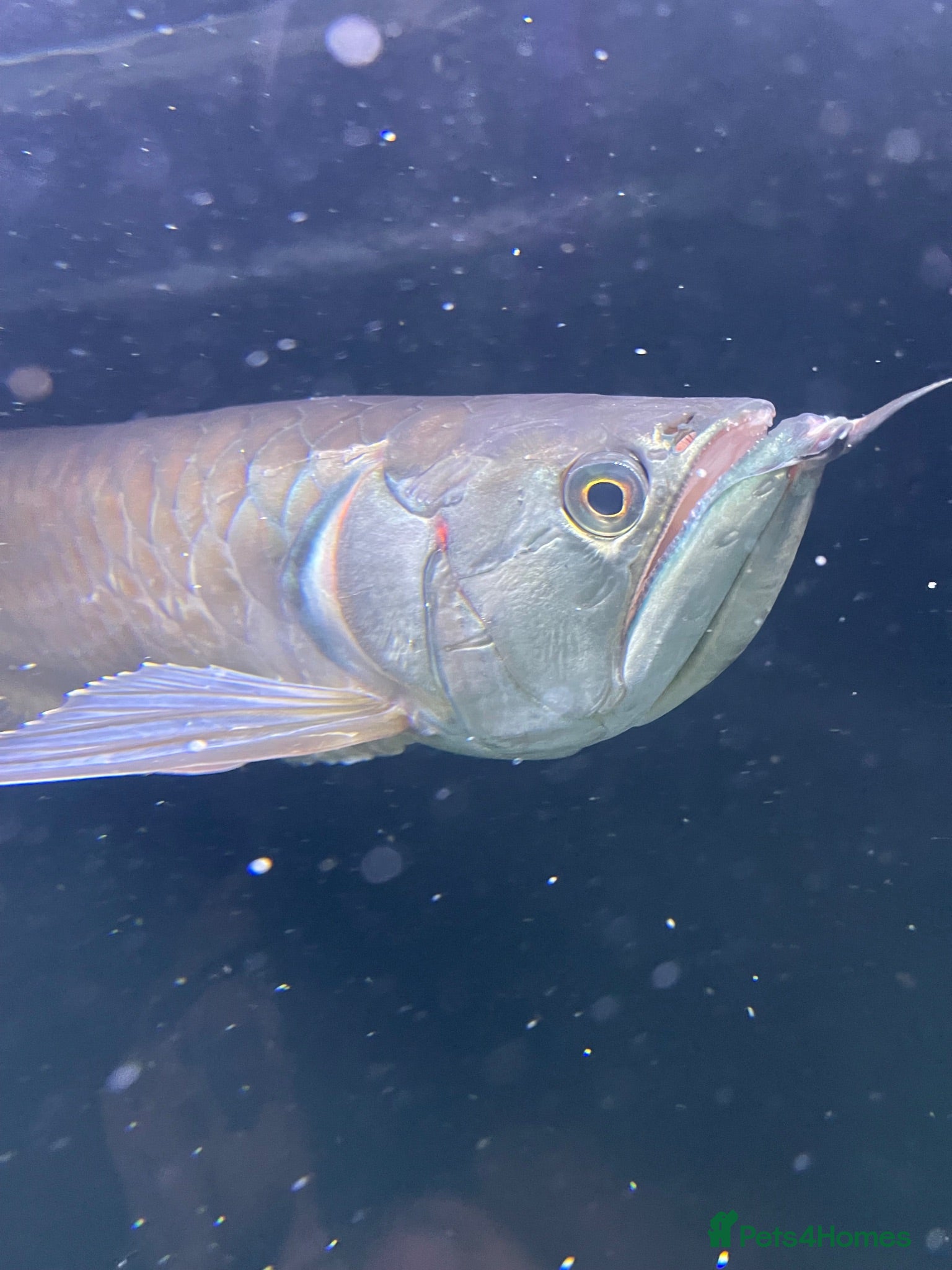 Cichlids fish Oscar fish and silver Arowana for sale - Advert 1