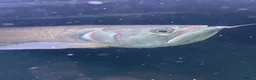 Cichlids fish for sale: Oscar fish and silver Arowana for sale - Advert 1