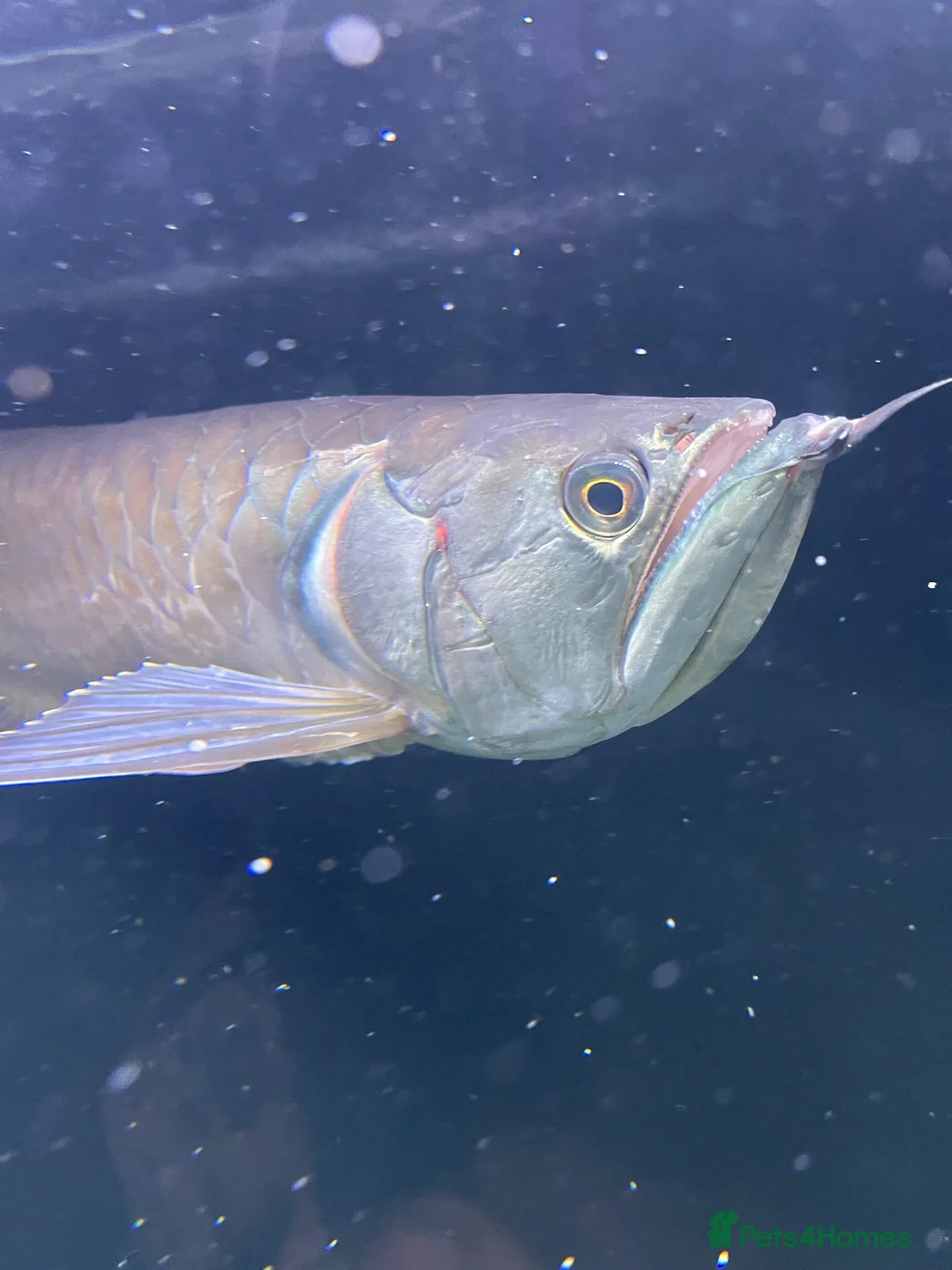 Cichlids fish for sale: Oscar fish and silver Arowana for sale - Advert 1