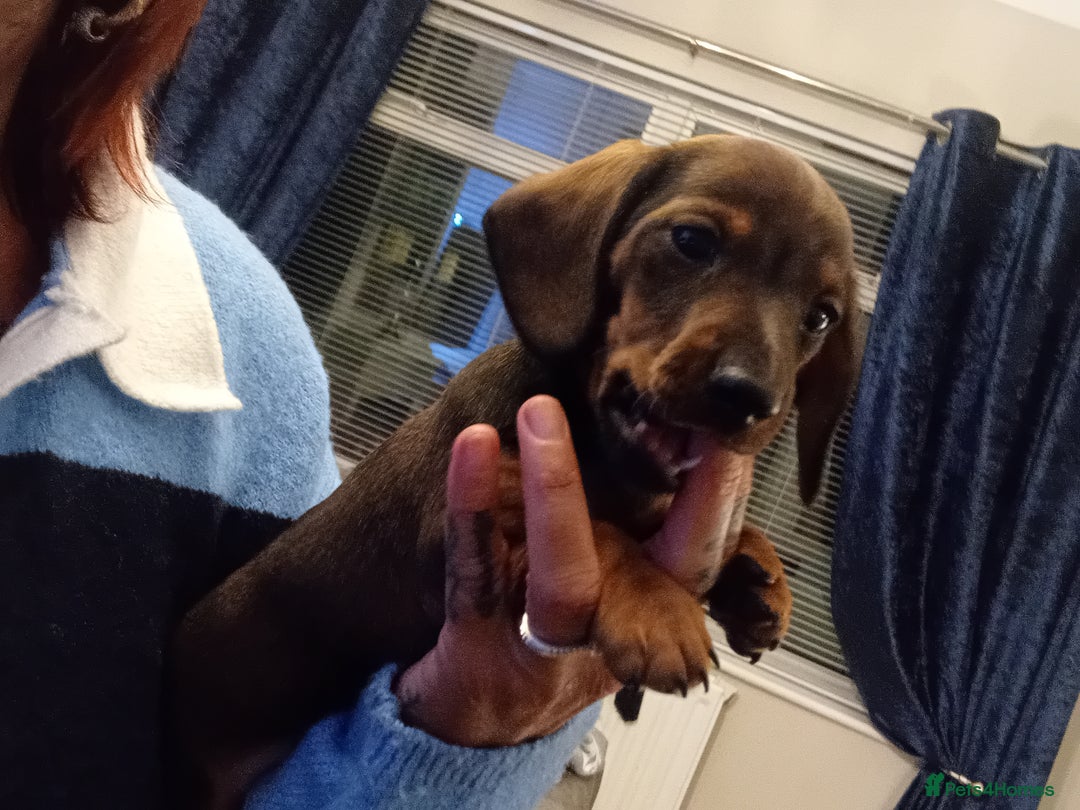Miniature Dachshund dogs for sale: Our pick of the litter needs her forever 🏡 - Advert 30