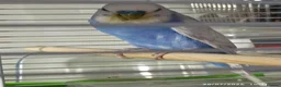 Budgerigars birds for sale: Budgies 1 x male and 2 x babies  - Advert 8