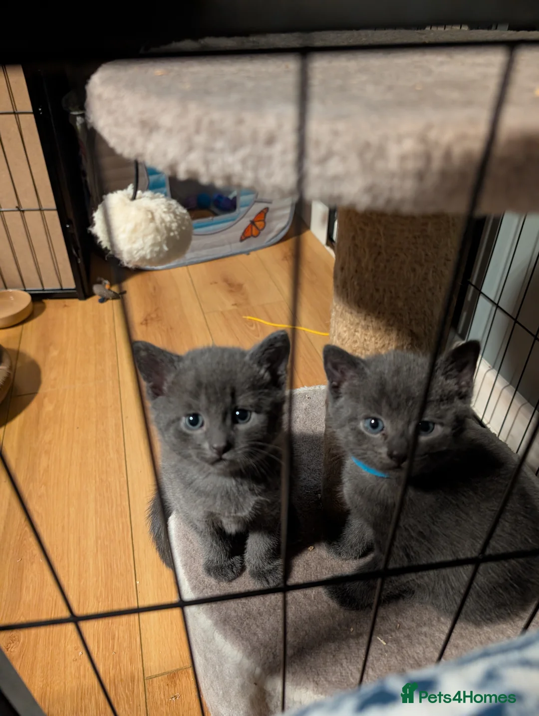 Mixed Breed cats for sale: Kittens for sale.  in Aberdeen - Advert 2