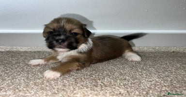 Lhasa Apso dogs - Advert 3