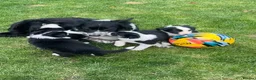 Border Collie dogs for sale: Border Collie Pups - Advert 3