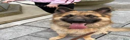 German Shepherd dogs for sale: Male German Shepherd- sad rehome  - Advert 2
