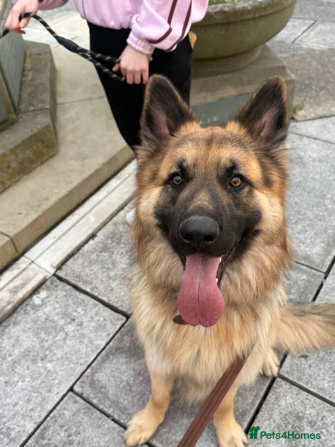 German Shepherd dogs for sale: Male German Shepherd- sad rehome  - Advert 2