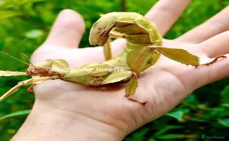 Stick Insects invertebrates - Advert 2