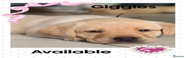 Giggle mcdimples