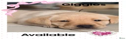 Labrador Retriever dogs for sale: KC YELLOW & RED LABRADORS  - Advert 22