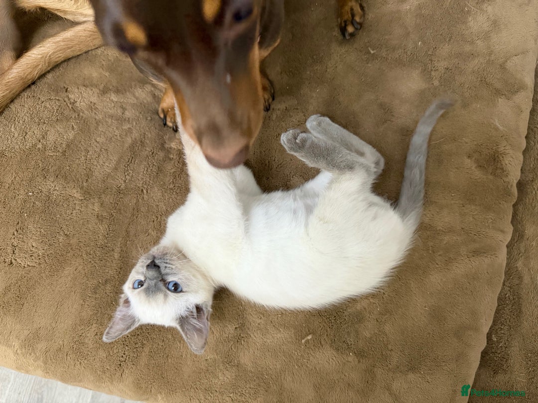 Ragdoll cats for sale: A very special little boy! - Advert 9