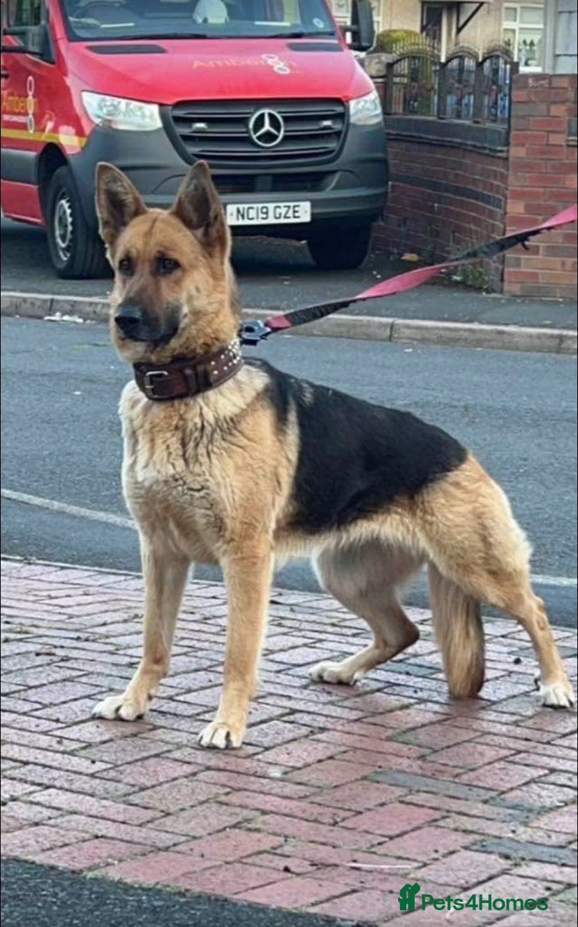 Mixed Breed dogs Looking for there forever home  - Advert 1