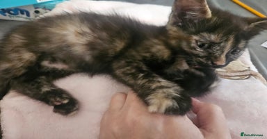 Mixed Breed cats - Advert 8