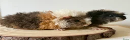 Guinea Pig rodents for sale: 2 pairs of boars  - Advert 7