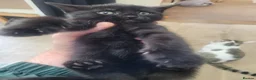 Mixed Breed cats for sale: 4 cute, playful kittens for sale - Advert 4