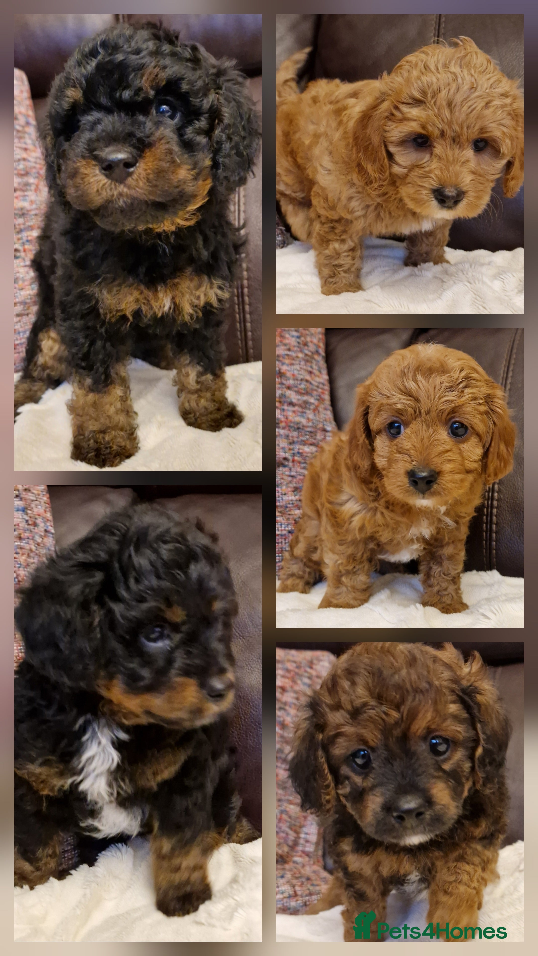 Cavachon dogs for sale: Beautiful Phantom, Sable and Red Cavapoochon Pups - Advert 1