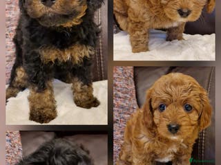 Cavapoochon dogs Beautiful Phantom, Sable and Red Cavapoochon Pups - Advert 3