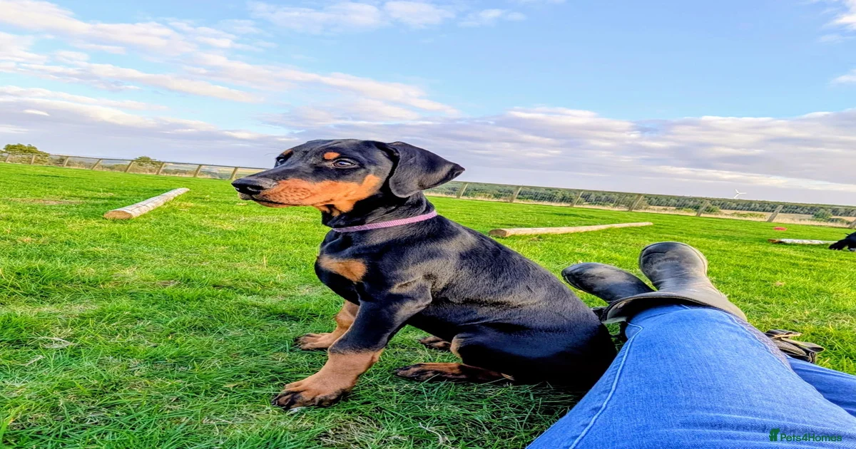 Doberman puppies Puppies for sale | Pets4Homes