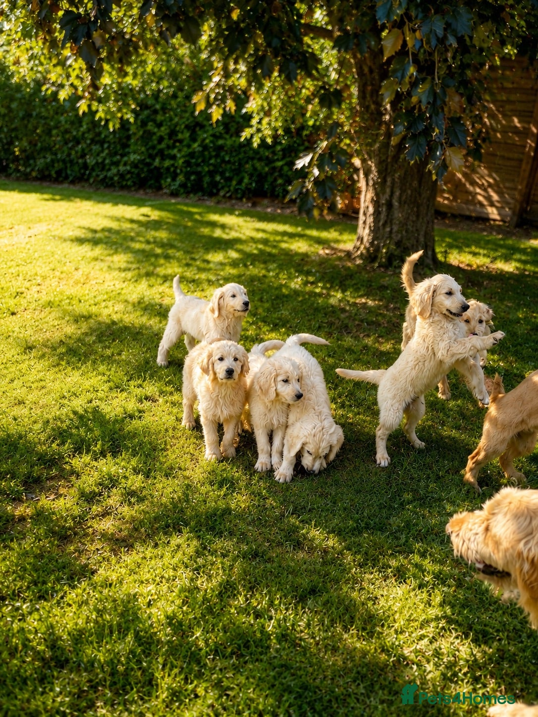 Goldendoodle dogs An Exceptional Litter Of Golden doodles Ready Now - Advert 1