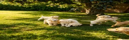 Goldendoodle dogs for sale: An Exceptional Litter Of  Golden doodles Ready Now - Advert 1