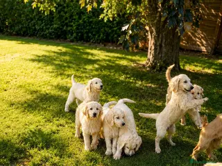 Goldendoodle dogs An Exceptional Litter Of Golden doodles Ready Now - Advert 1