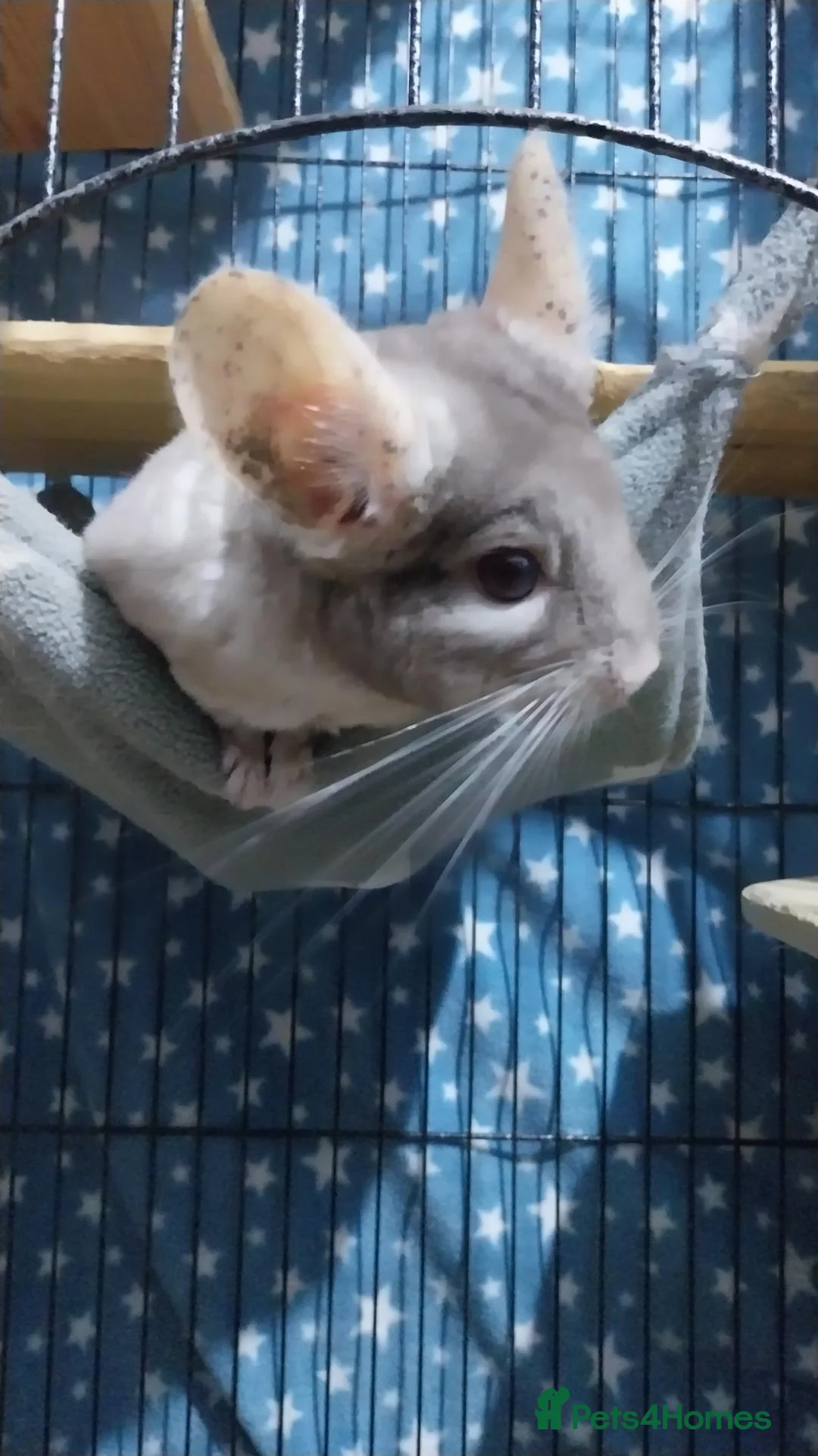 Chinchilla rodents for sale: Rescue Chinchillas - Advert 1