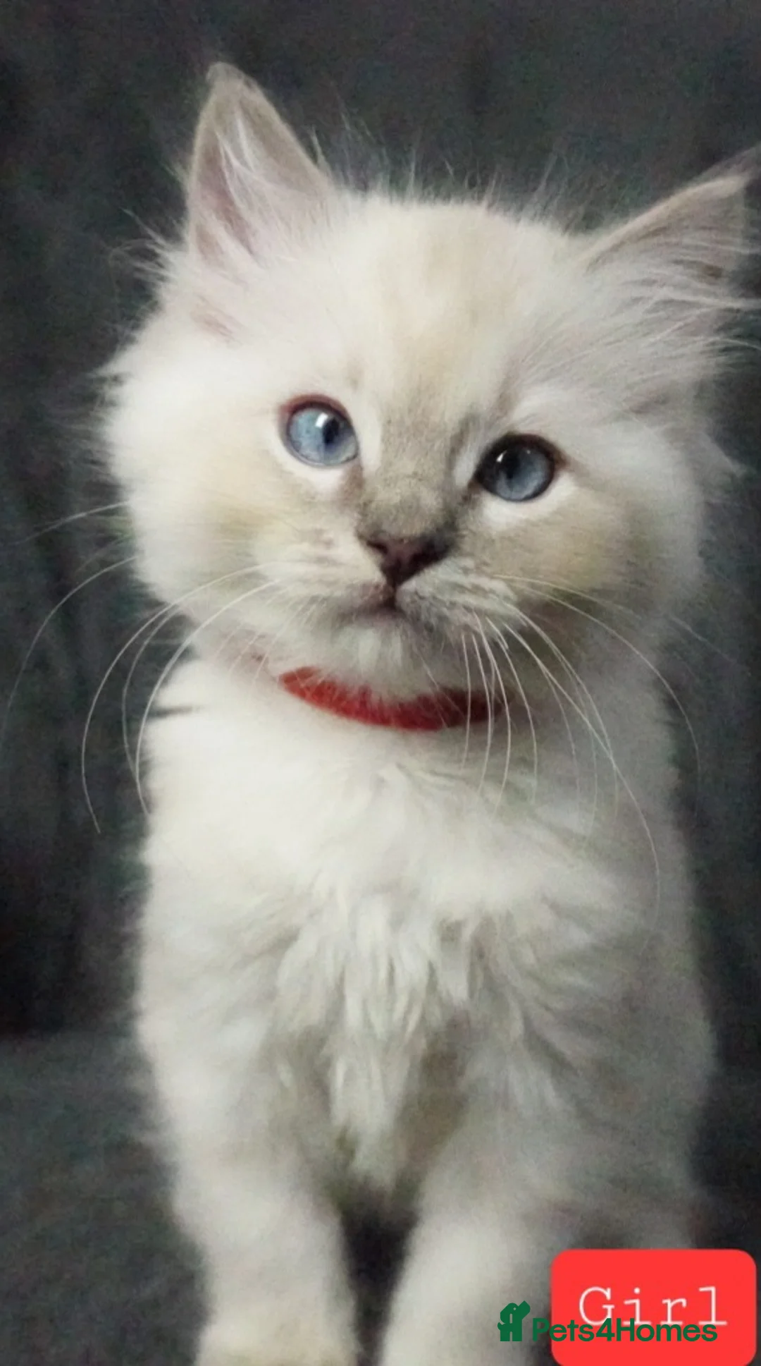 Ragdoll cats for sale: Six Ragdoll Kittens - Advert 21