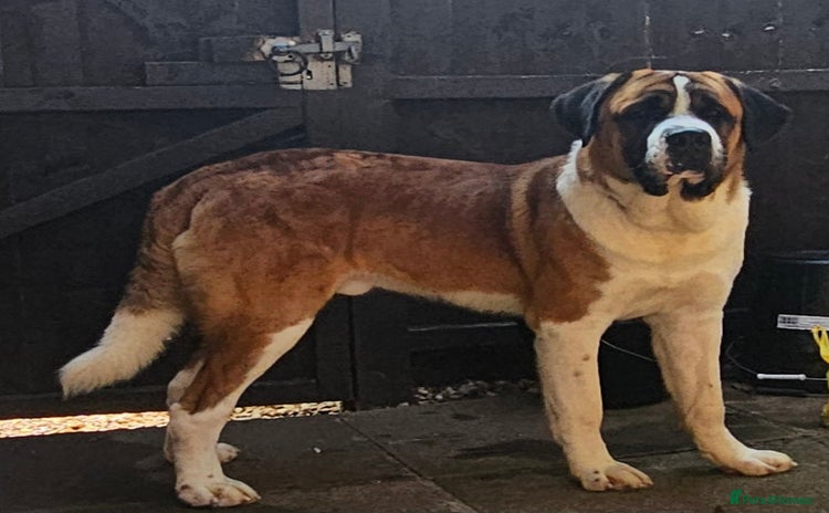 Saint Bernard dogs in Bedford - Advert 1