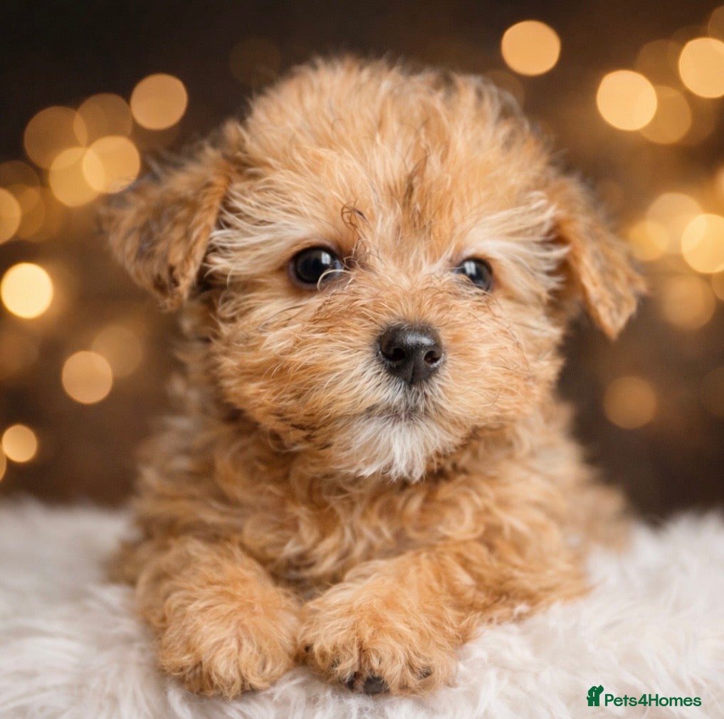 Yorkshire Terrier dogs Yorkshire terrier pups rare tri colour ready now - Advert 2