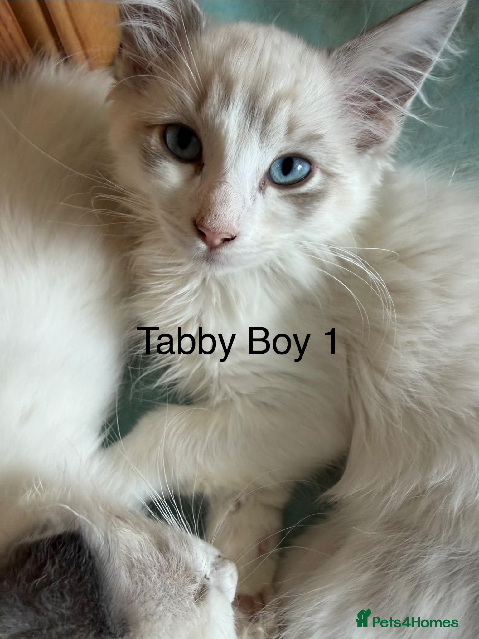 Ragdoll cats Ragdoll Kittens ready now  - Advert 2