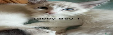 Ragdoll 1