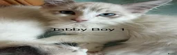 Ragdoll cats for sale: Ragdoll Kittens ready now  - Advert 2