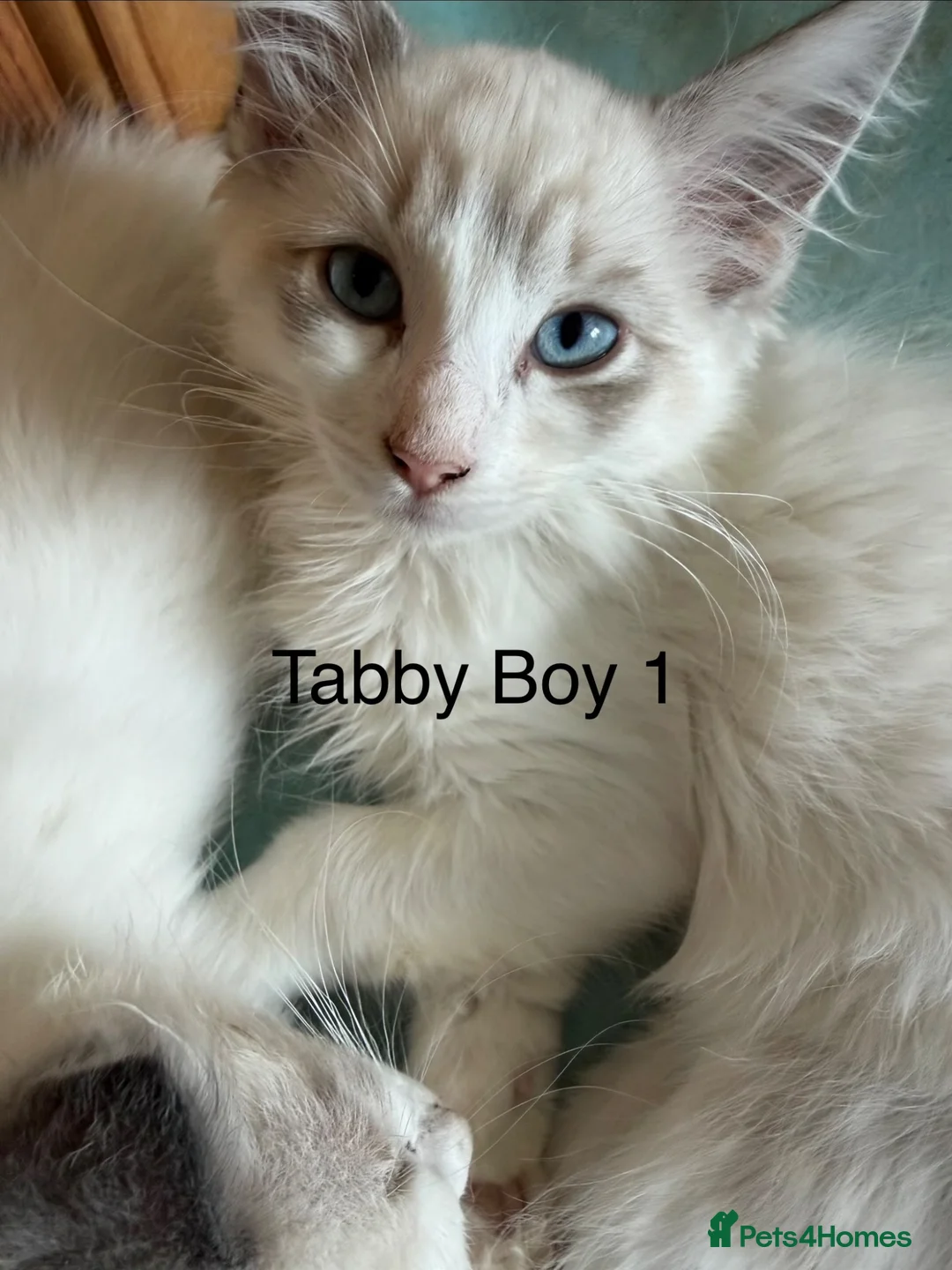 Ragdoll cats for sale: Ragdoll Kittens ready now  - Advert 2