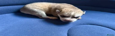 Siberian Husky 5