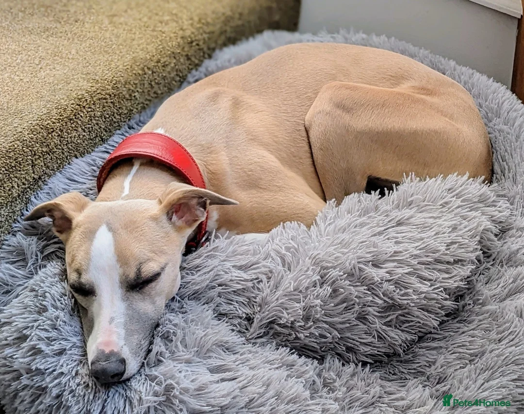 Whippet dogs for sale: Litter of 3 beautiful KC Whippets, Sheffield  - Advert 11