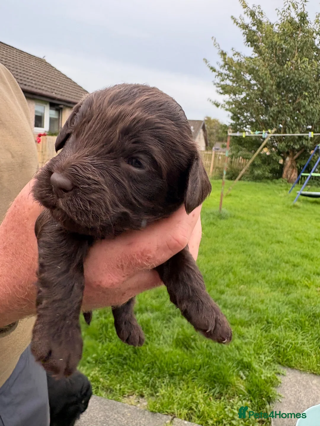 Cockapoo dogs for sale: F1 cockapoo pups in Cumnock - Advert 8
