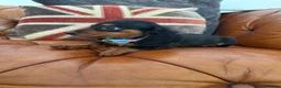 Miniature Dachshund dogs for sale: Miniature Dachshund 5 ⭐ License 5 ⭐ reviews - Advert 16