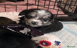 Mixed Breed dogs for sale: American cocker spaniel x Pomeranian  - Image 26