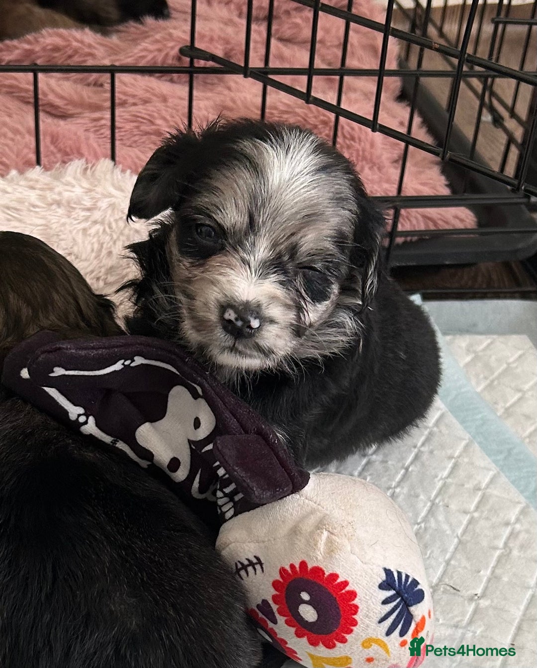 Mixed Breed dogs for sale: American cocker spaniel x Pomeranian  - Image 26