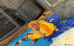 Dogue De Bordeaux dogs for sale: ONLY ONE BOY LEFT! STUNNING PUPS AVAILABLE  - Image 4